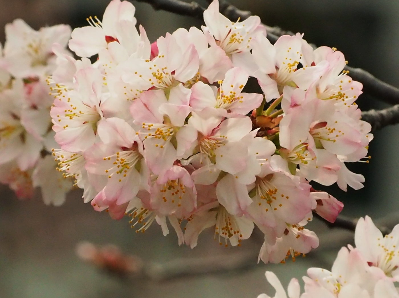 千島桜・カタクリほか　今日の花見_c0360399_19254084.jpg