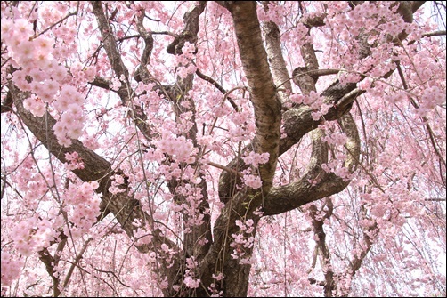 志賀高原に桜を求めて　　　　　　２０１９－４－２３_d0176699_16581624.jpg