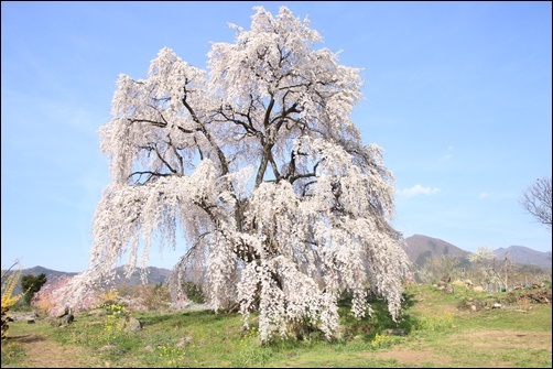 志賀高原に桜を求めて　　　　　　２０１９－４－２３_d0176699_17203510.jpg