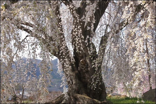 志賀高原に桜を求めて　　　　　　２０１９－４－２３_d0176699_17204828.jpg