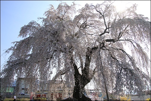 志賀高原に桜を求めて　　　　　　２０１９－４－２３_d0176699_17210192.jpg