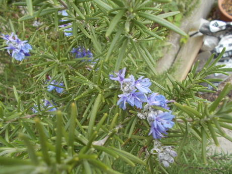 a0203003_18442527.jpg