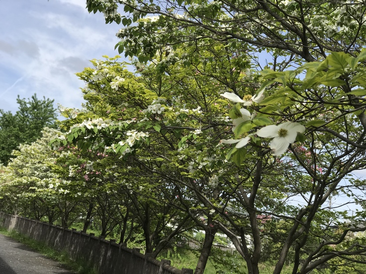 朝からがっつり!モーニングとんかつ (松のや)_c0212604_1151815.jpg
