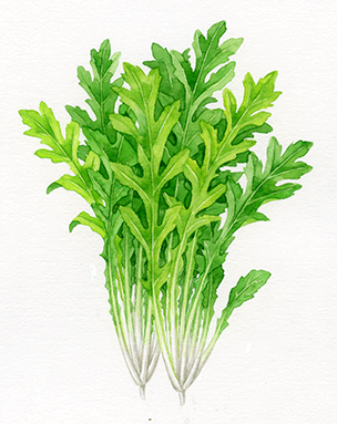 野菜イラスト ベビーリーフ セルバチコ イラストレーター 川副美紀 Miki Kawazoe Illustrations Watercolor Colored Pencil