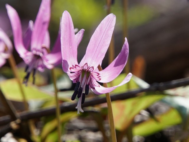 2019年4月29日(水)　春の花探し⑨　再び真駒内カタクリの里へ_a0345007_20301520.jpg