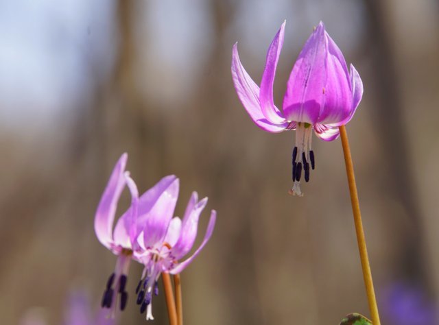 2019年4月29日(水)　春の花探し⑨　再び真駒内カタクリの里へ_a0345007_20310658.jpg