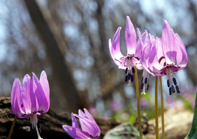 2019年4月29日(水)　春の花探し⑨　再び真駒内カタクリの里へ_a0345007_20312112.jpg