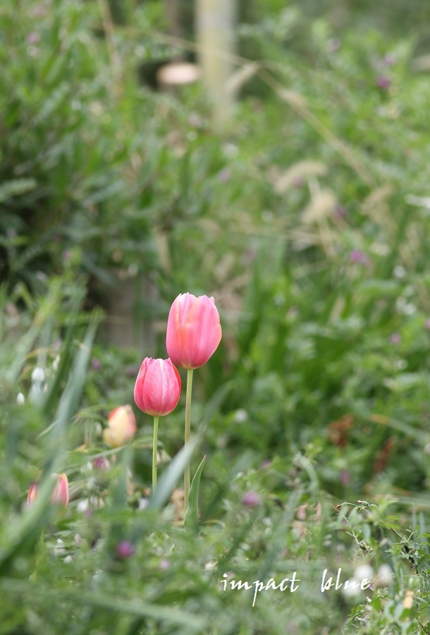 アイガモ公園の花壇にて(^^)/ ~続~_a0355908_19424513.jpg