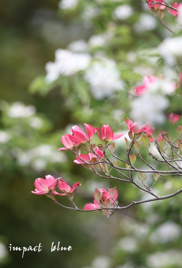 アイガモ公園の花壇にて(^^)/ ~続~_a0355908_19425905.jpg