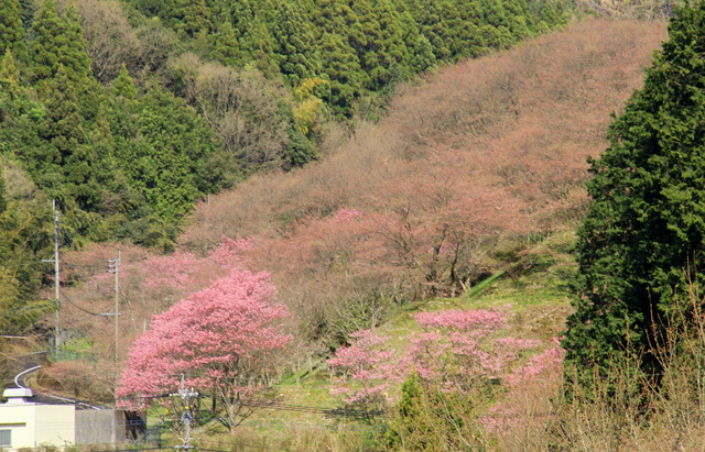 合所ダムの桜_b0067613_19080820.jpg