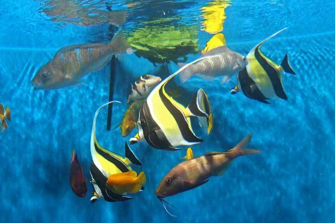 葛西臨海水族園 小笠原の海1 食事の時間 アカハチハゼは砂を吐く 続々 動物園ありマス 葛西臨海水族園 小笠原の海1 食事の時間 アカハチハゼは砂を吐く 続々 動物園ありマス
