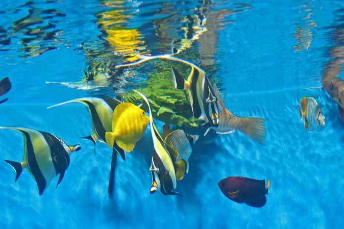 葛西臨海水族園 小笠原の海1 食事の時間 アカハチハゼは砂を吐く 続々 動物園ありマス 葛西臨海水族園 小笠原の海1 食事の時間 アカハチハゼは砂を吐く 続々 動物園ありマス