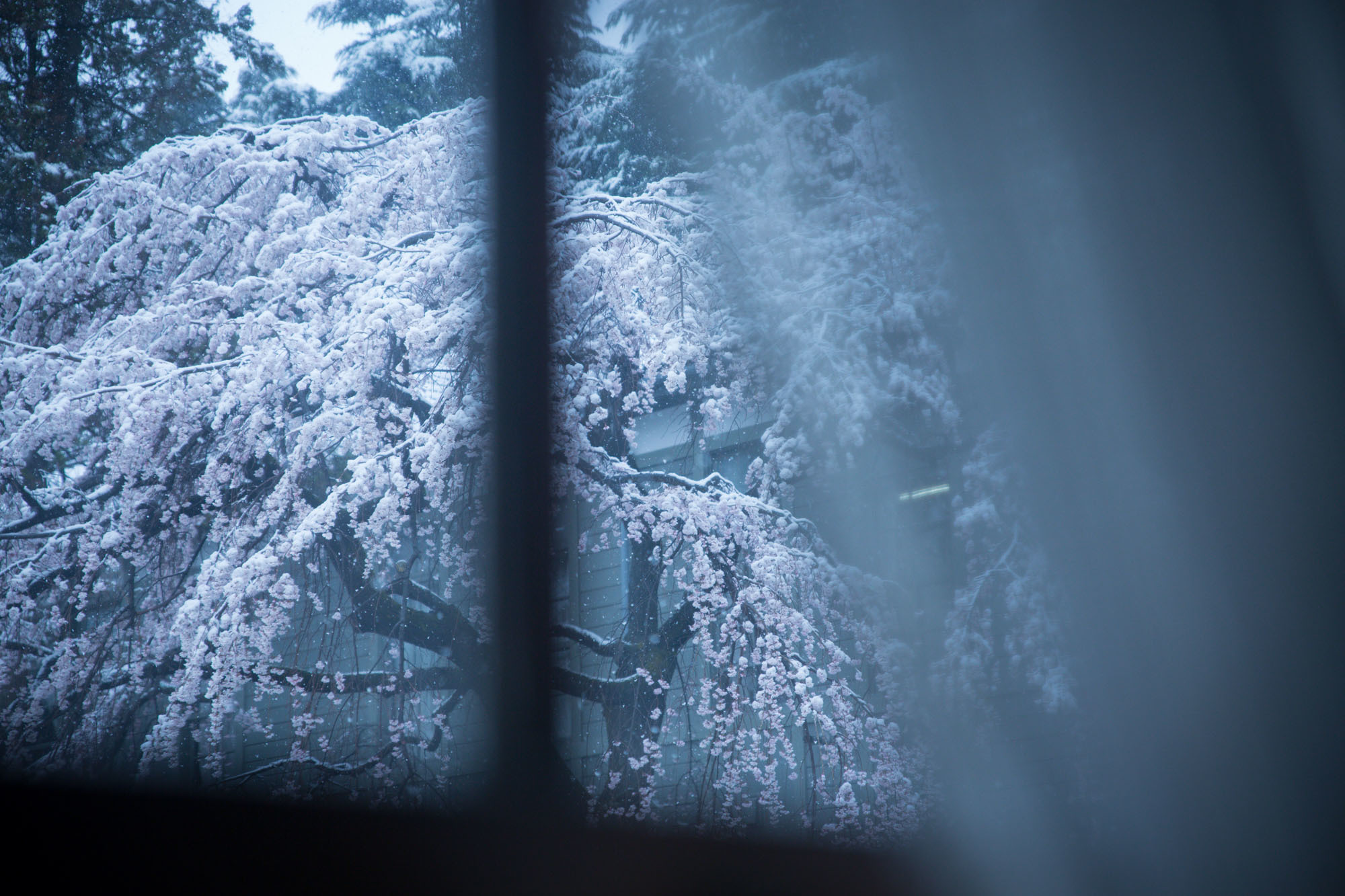 なごり雪の窓辺～あがたの森の枝垂桜～ : hello，everblue
