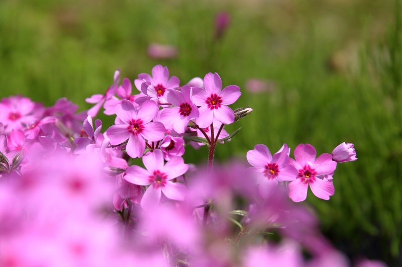 おばあちゃんの芝桜 Miyabine S フォト日記2 身の周りのきれい 可愛い 面白い おばあちゃんの芝桜 Miyabine S フォト日記2 身の周りのきれい 可愛い 面白い