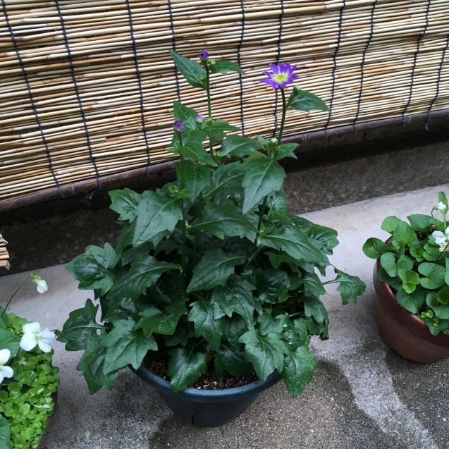 f0068334_09120646.jpeg