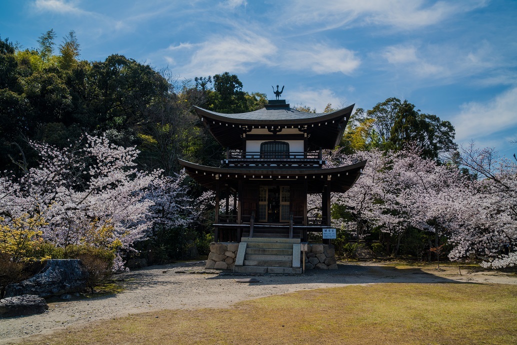 2019京都桜~勧修寺_e0363038_15543978.jpg