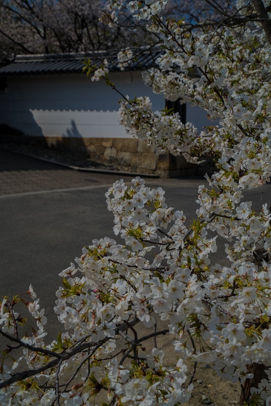 2019京都桜~勧修寺_e0363038_15544395.jpg