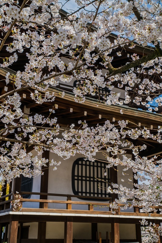 2019京都桜~勧修寺_e0363038_15544875.jpg