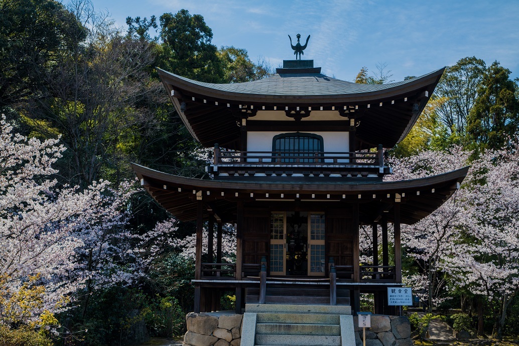 2019京都桜~勧修寺_e0363038_15545314.jpg