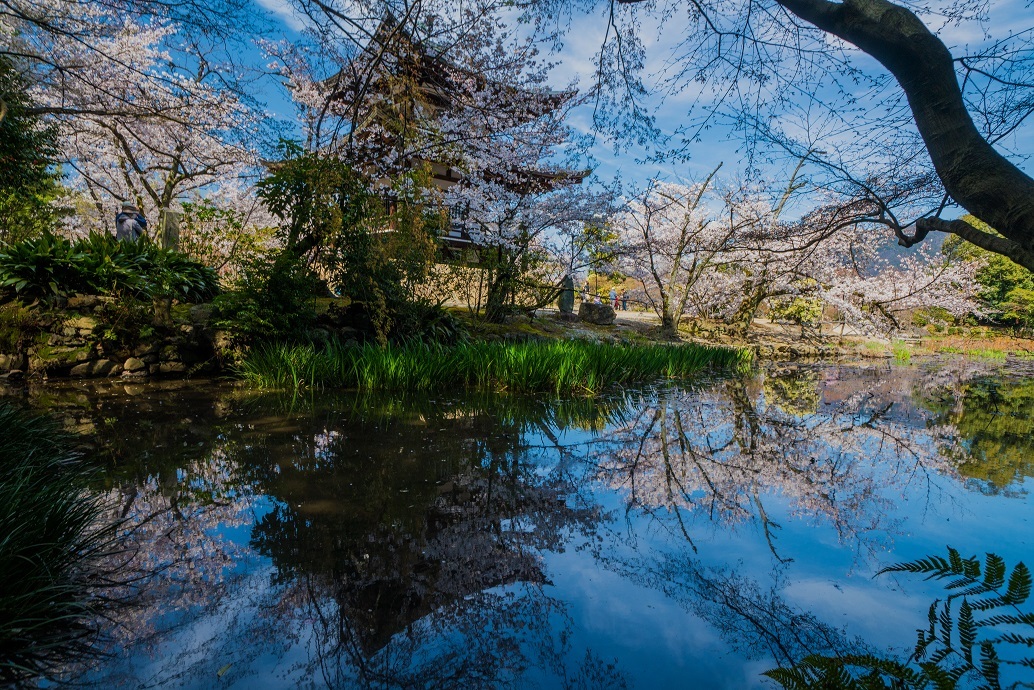 2019京都桜~勧修寺_e0363038_15550002.jpg