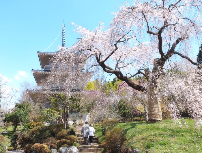 しだれ桜降る町_c0281841_14242693.jpg