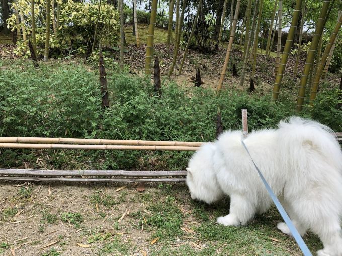 ２０１９年４月後半（平成最後の）　インスタ写真集_f0128542_00405909.jpg