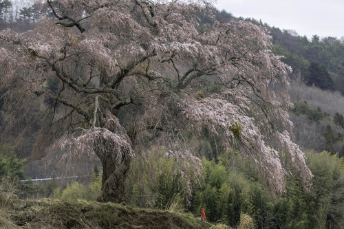 発地の桜_c0153446_21164008.jpg