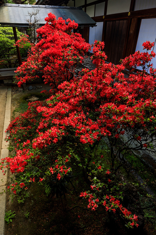 大心院のキリシマツツジ（妙心寺塔頭）_f0155048_19244098.jpg