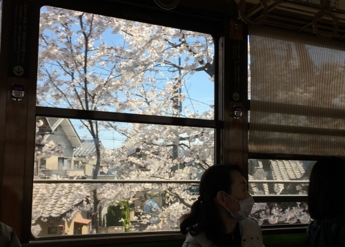 京都の旅\'19Ⅲ　京都桜旅その２_e0326953_22171098.jpg