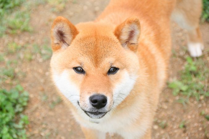 ワンコホテル『ナナちゃん、エル君、ぐうすけ君、ライズちゃん』_e0364854_17035267.jpg