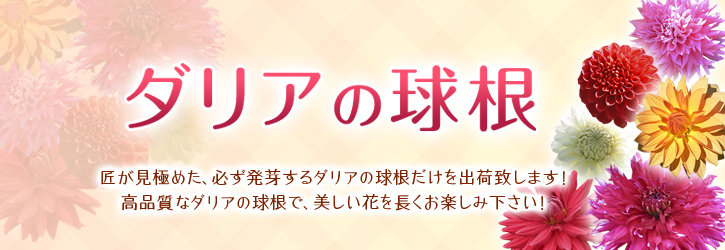 母の日ギフト2019 第5弾!:令和元年新販売品種も続々登場!『ダリアの球根』_a0254656_17085131.jpg