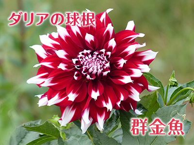 母の日ギフト2019 第5弾!:令和元年新販売品種も続々登場!『ダリアの球根』_a0254656_18021274.jpg