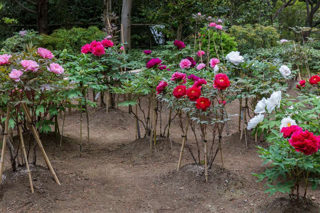 昭和記念公園で花散歩_f0044056_17405513.jpg