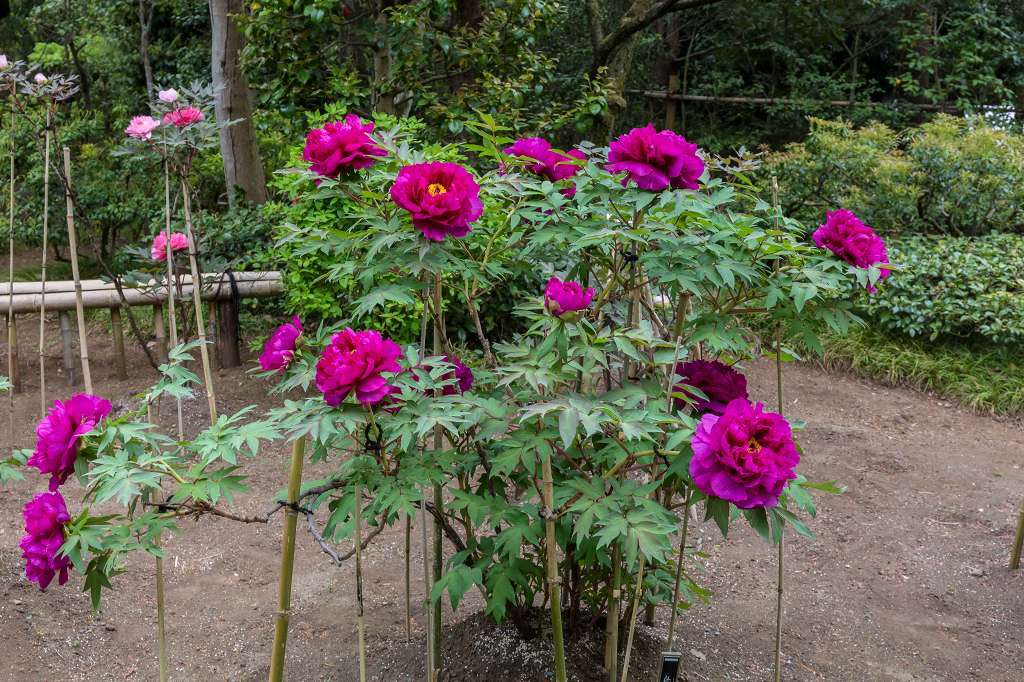 昭和記念公園で花散歩_f0044056_17413914.jpg