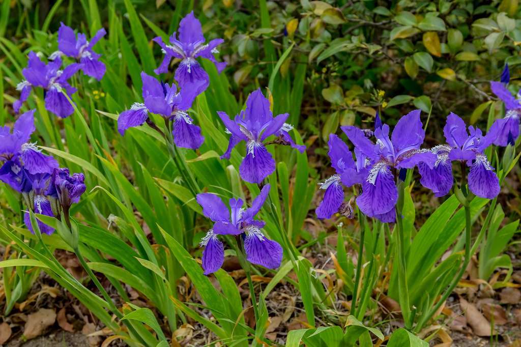 昭和記念公園で花散歩_f0044056_17421818.jpg