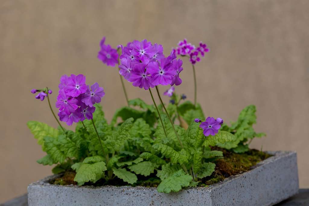 昭和記念公園で花散歩_f0044056_17464381.jpg