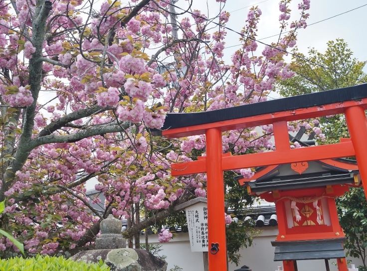 ～ならまちの御霊さんは花一杯～　御霊神社_b0063958_05452401.jpg