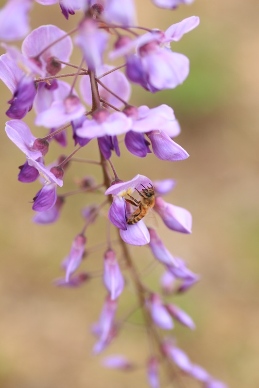 藤に集まる虫さんたち♪　～蓮華寺池公園～_a0167759_0504414.jpg