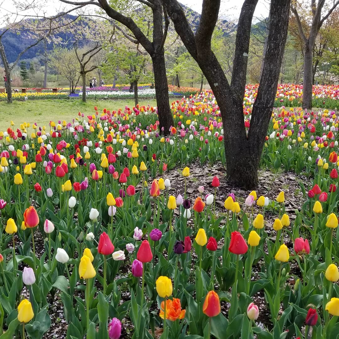Gw 信州花フェスタ19 国営アルプスあづみの公園 38万本のチューリップ ぴきょログ 軽井沢でぐーたら生活 Gw 信州花フェスタ19 国営アルプスあづみの公園 38万本のチューリップ ぴきょログ 軽井沢でぐーたら生活