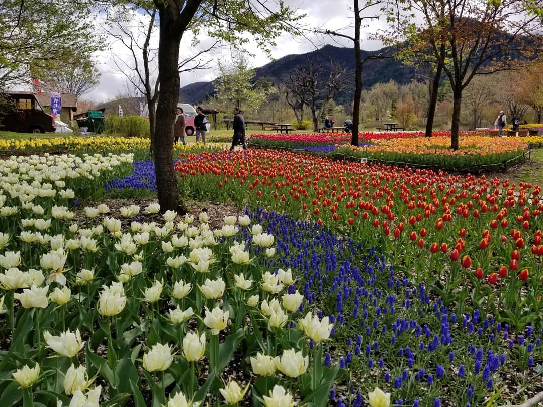 Gw 信州花フェスタ19 国営アルプスあづみの公園 38万本のチューリップ ぴきょログ 軽井沢でぐーたら生活 Gw 信州花フェスタ19 国営アルプスあづみの公園 38万本のチューリップ ぴきょログ 軽井沢でぐーたら生活