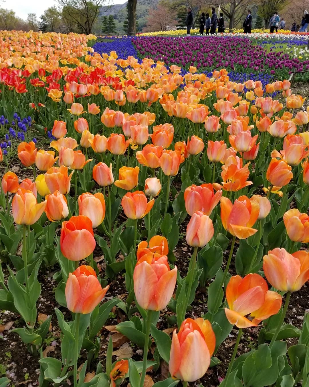 Gw 信州花フェスタ19 国営アルプスあづみの公園 38万本のチューリップ ぴきょログ 軽井沢でぐーたら生活 Gw 信州花フェスタ19 国営アルプスあづみの公園 38万本のチューリップ ぴきょログ 軽井沢でぐーたら生活