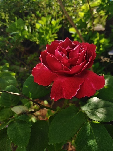 c0172261_07441769.jpg