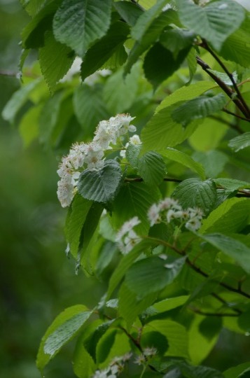 雨の合間に・・・・・・・♪_c0186463_00160867.jpg