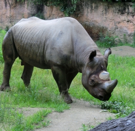 天王寺動物園のクロサイ トミー死亡 ごきげんよう 犀たち
