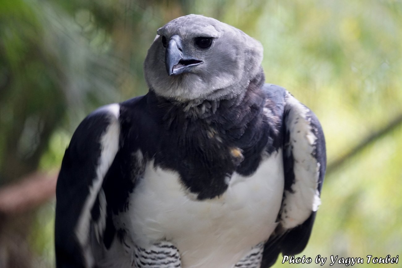 ベリーズ 猛禽類最強の足を持つ American Harpy Eagle アメリカン ハーピー イーグル とことん写真