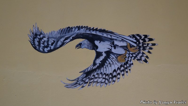 ベリーズ 猛禽類最強の足を持つ American Harpy Eagle アメリカン ハーピー イーグル とことん写真