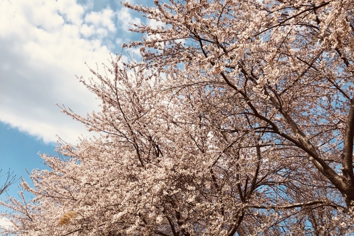 桜_a0152283_23251287.jpeg