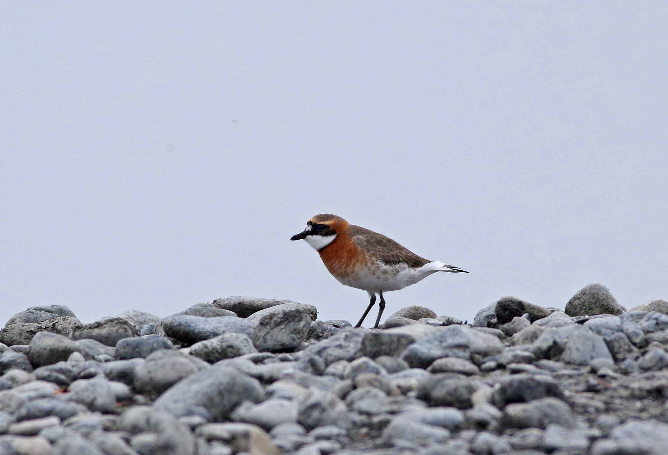 2019年　　4月　　野鳥_c0176183_14063638.jpg