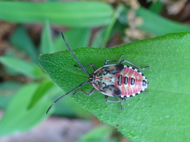 ジュウニヒトエとホタルカズラ。クヌギカメムシ幼虫も。_d0088184_23333568.jpg