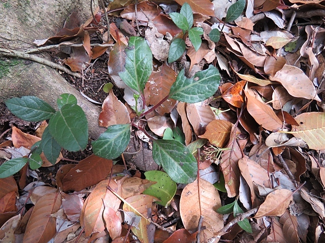 f0357487_20193594.jpg